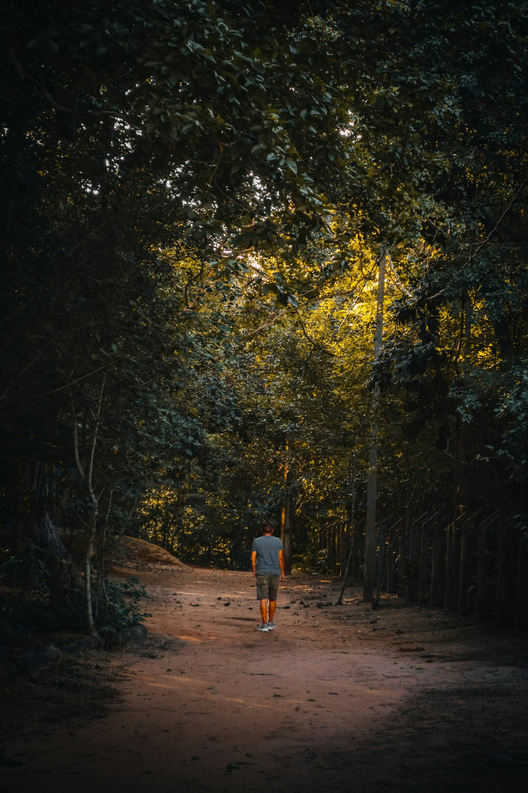 person walking on path in forest